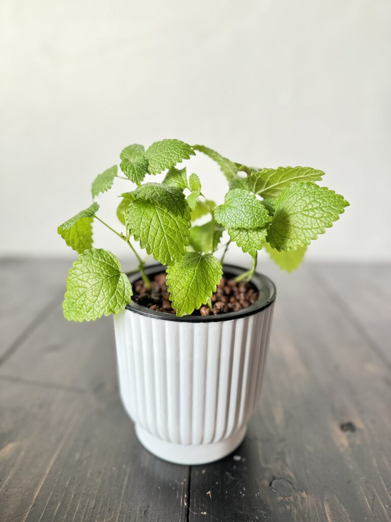 レモンバームの植え替え